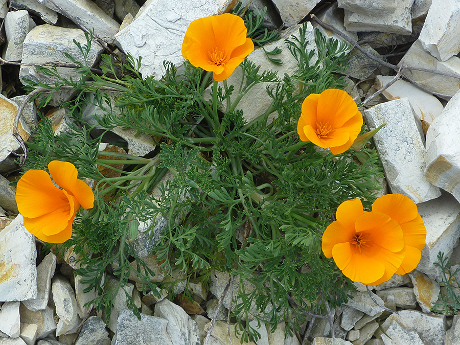 Plant with five flowers