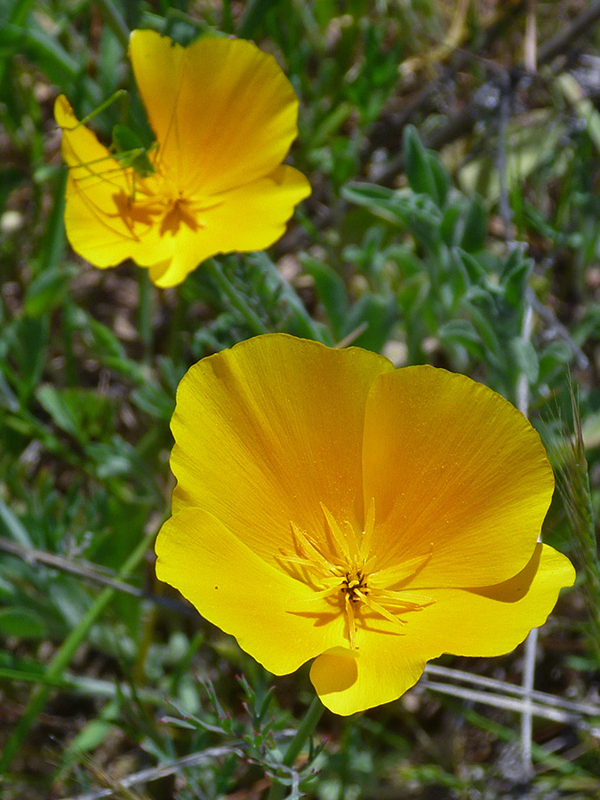 Orange-yellow petals