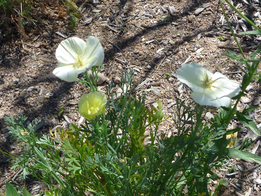 Flowers and leaves