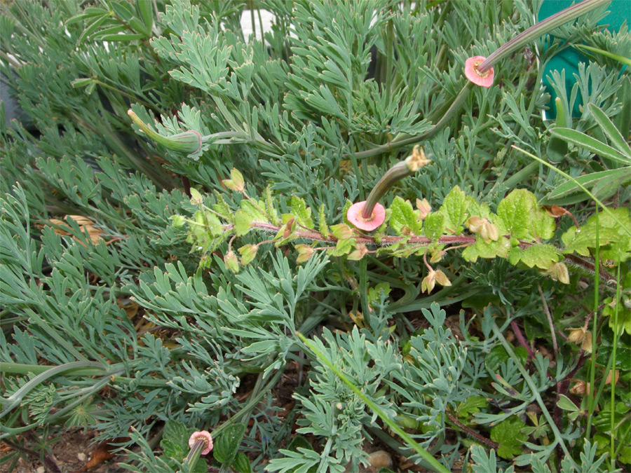 Leaves and fruit