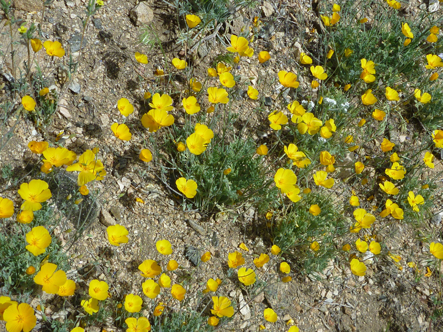 Many flowers