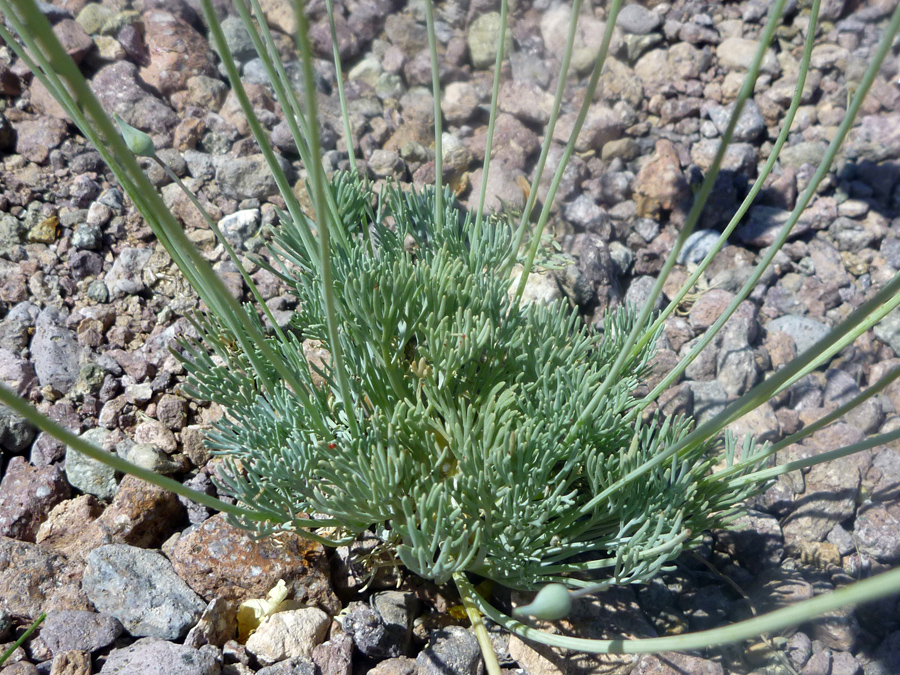 Basal leaves