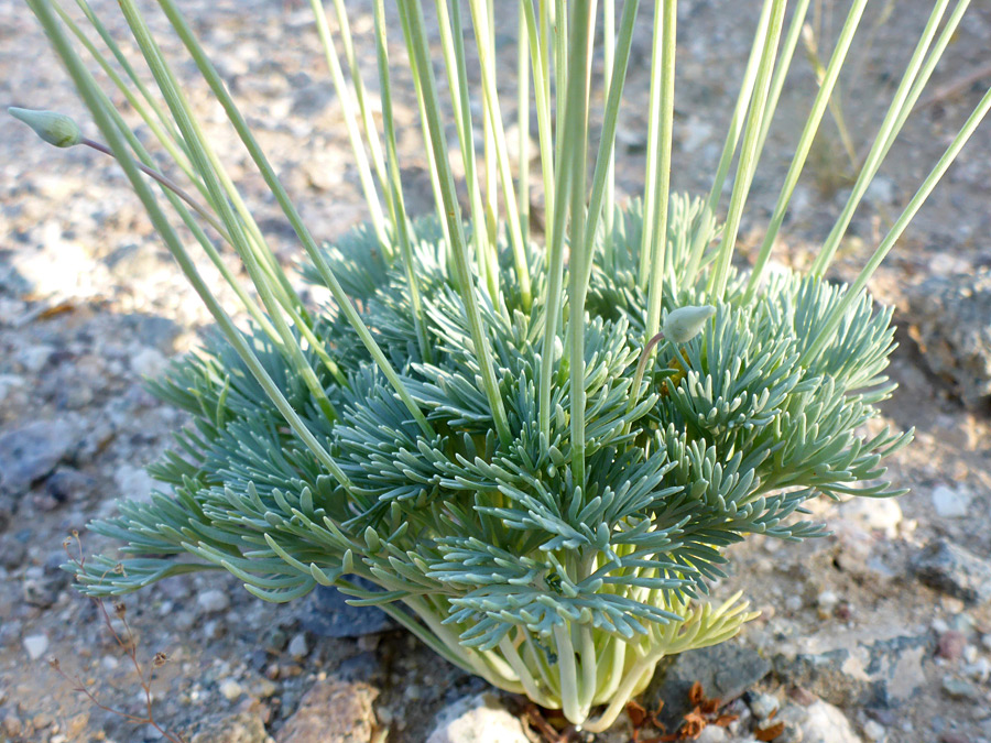 Stems and leaves