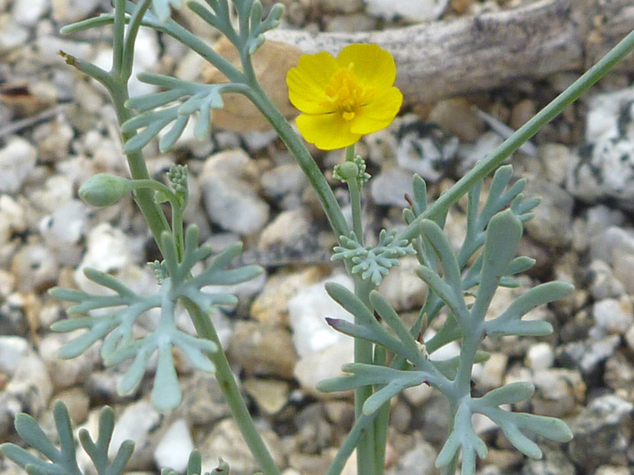 Small yellow flower