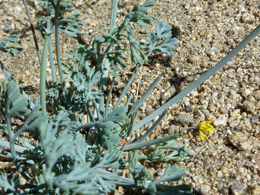 Stems and leaves