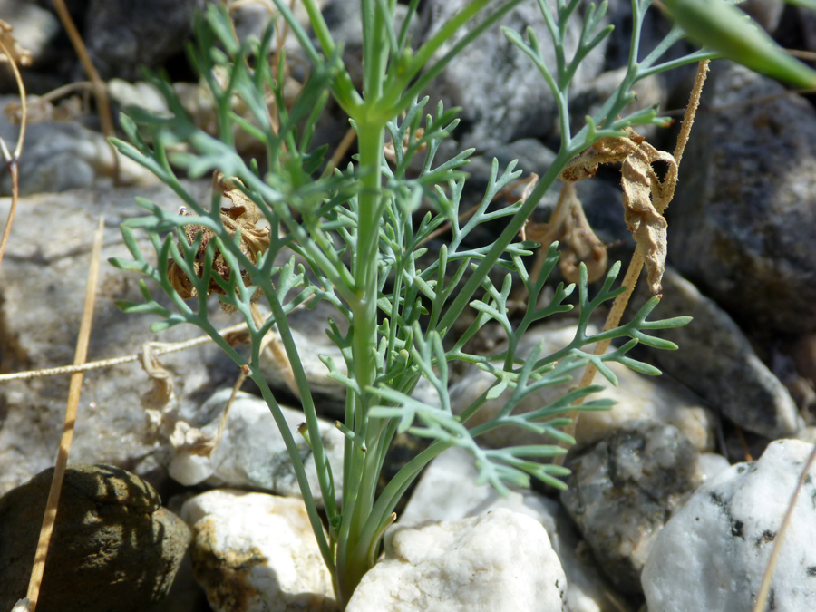 Linear lobed leaves