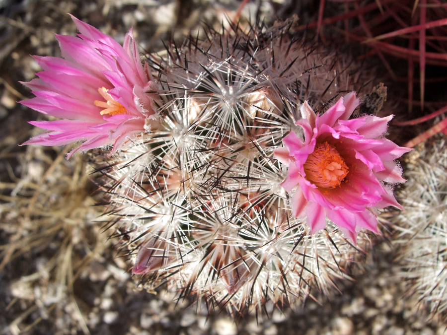 Pink flowers