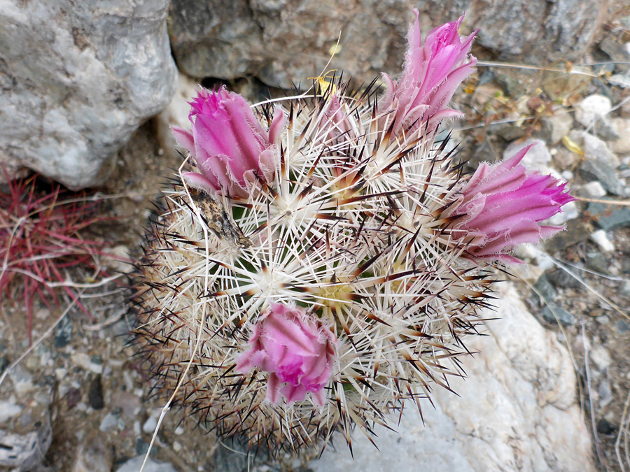 Four flowers