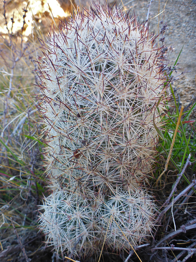 Three stems