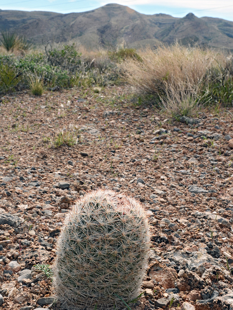 Plant in situ