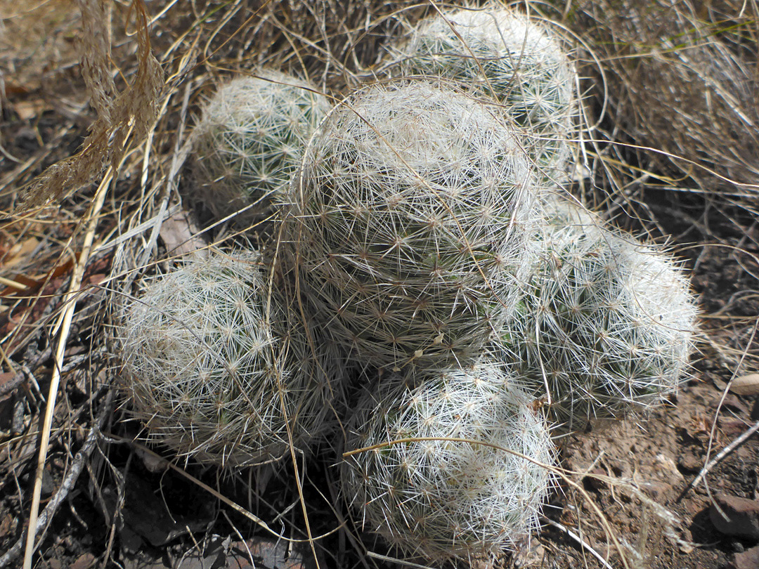 Six stem cluster