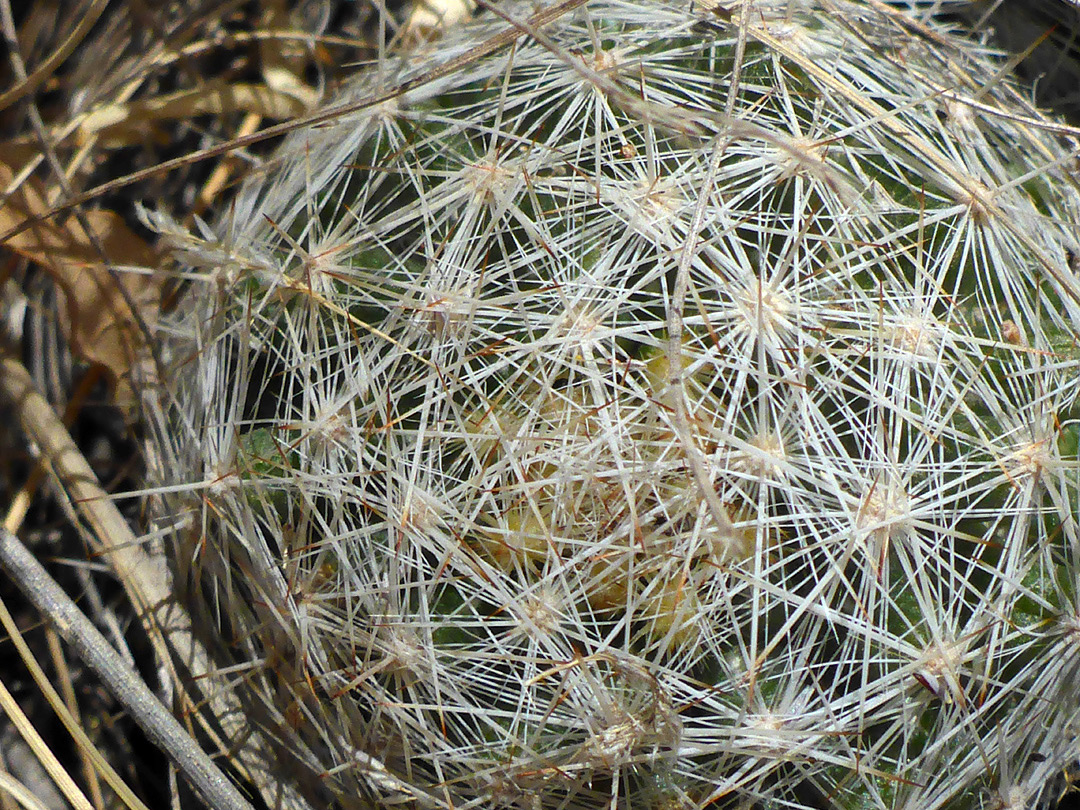 White spines