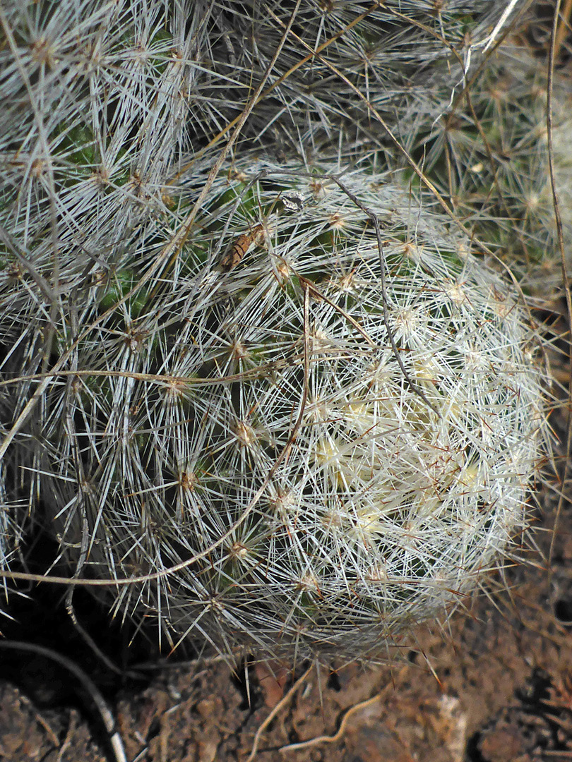 Top of a stem