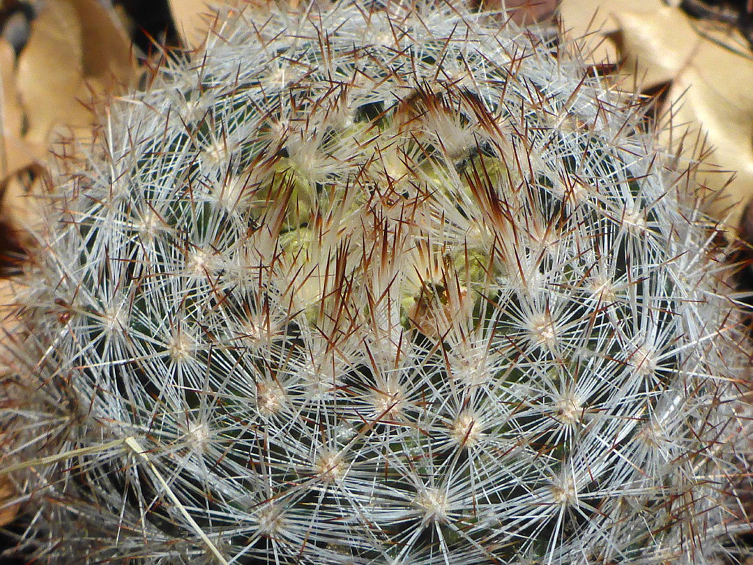 Yellow buds