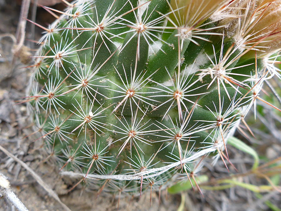 Spine clusters