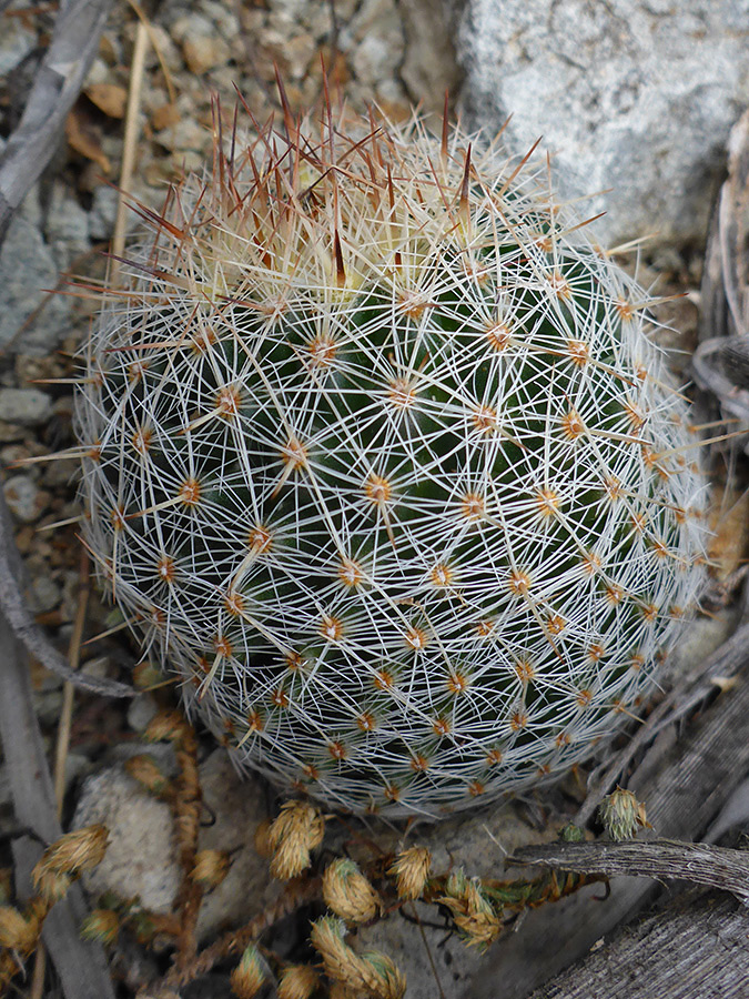 Top of a stem