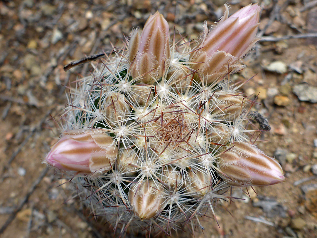 Escobaria tuberculosa