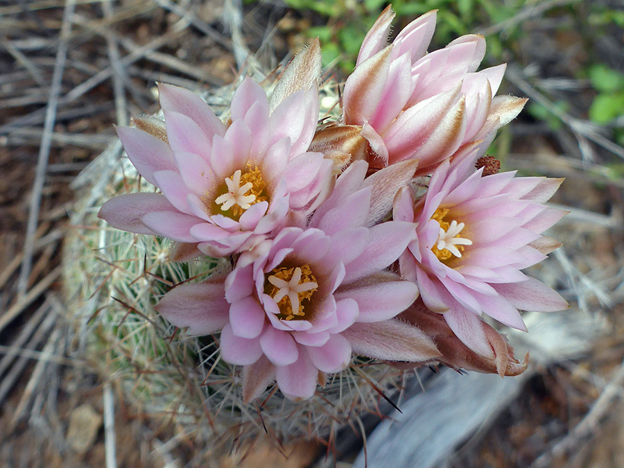 Yellow stamens and white stigmas