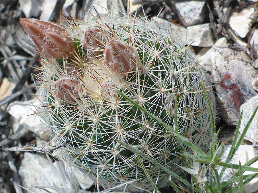 Pinkish buds