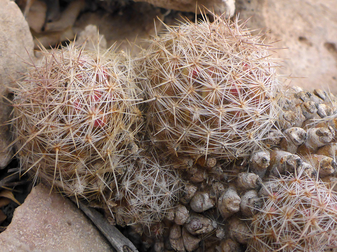 New stems on old plant