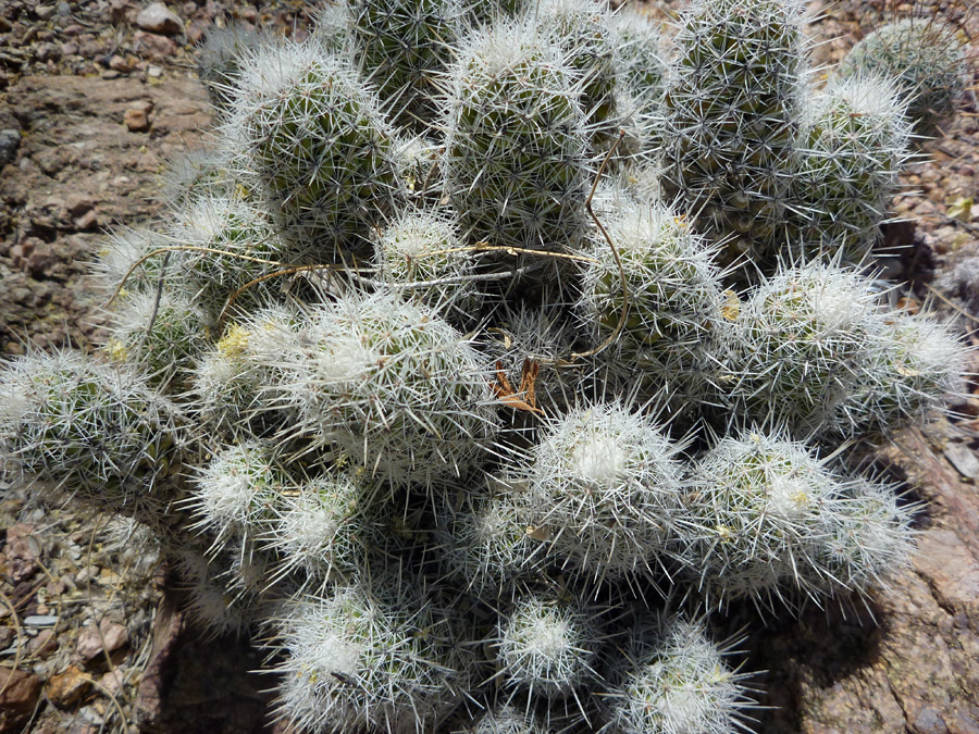 Spiny cluster