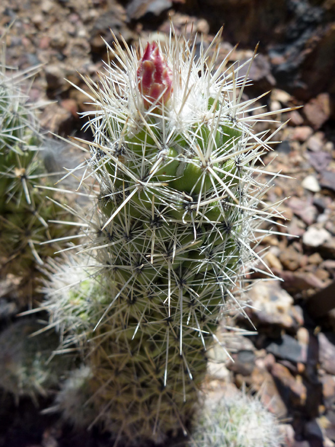 Flower bud