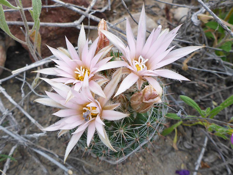 Three flowers