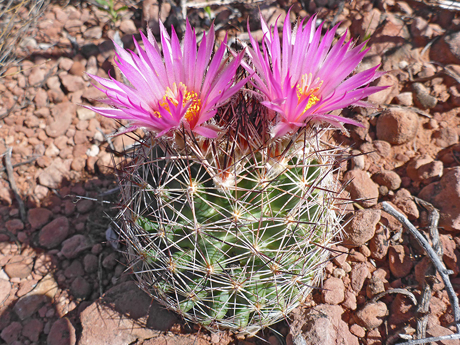 Flowering specimen