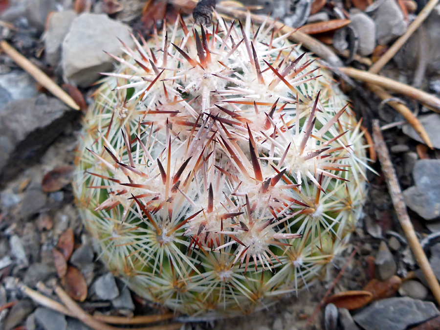 Red-brown spines