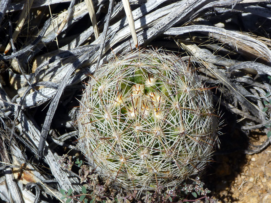 Light green stem