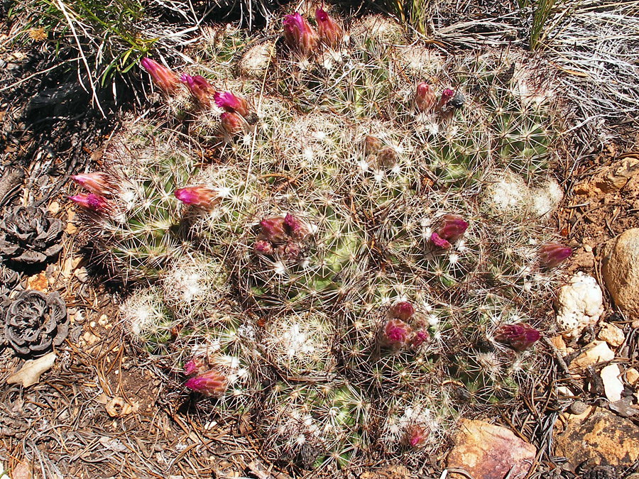 Cluster after flowering