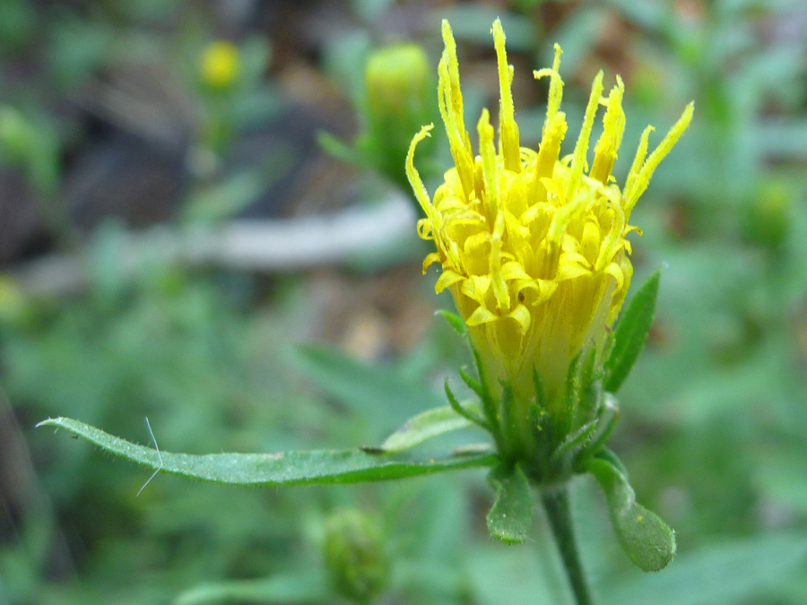 Yellow disc florets