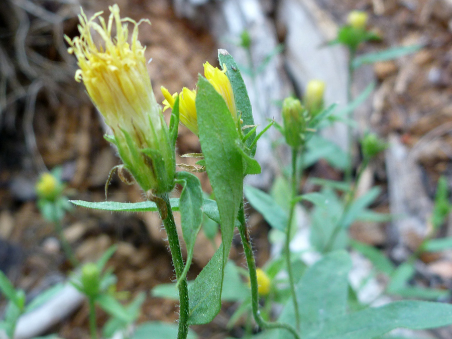 Flowerheads and leaves