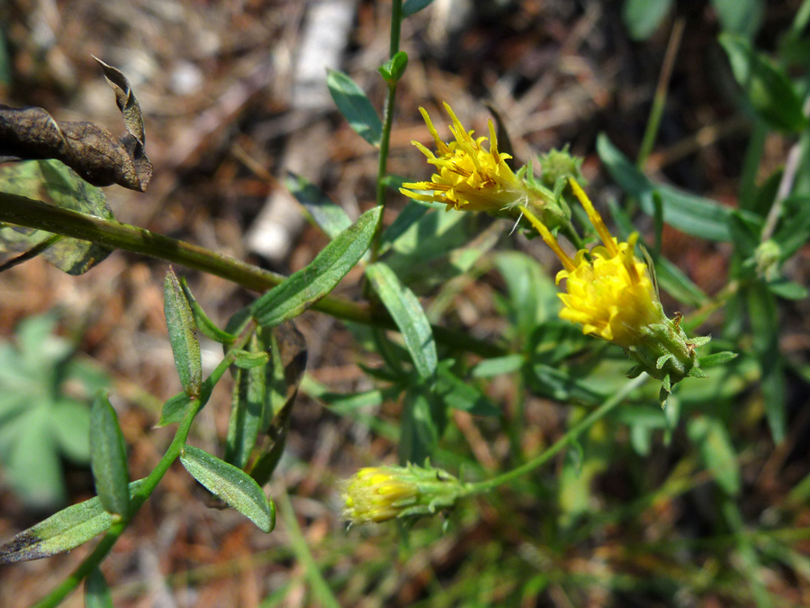 Three flowerheads