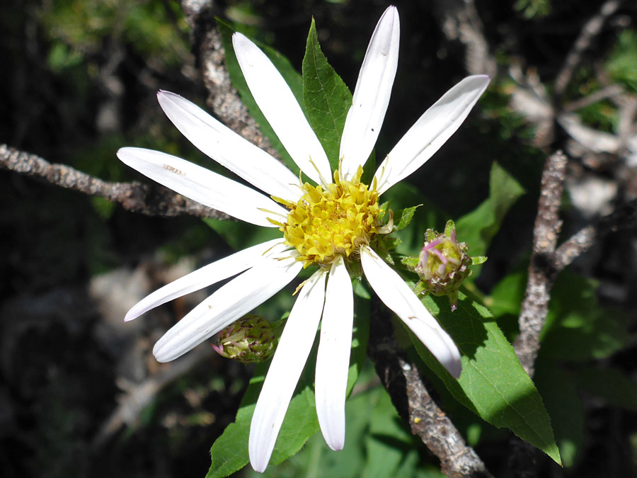 Flowerhead and bud