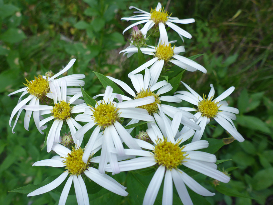 Mature flowerheads