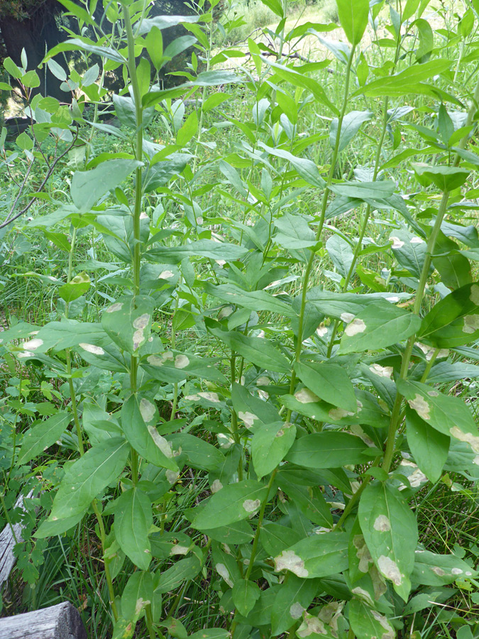 Stems and leaves