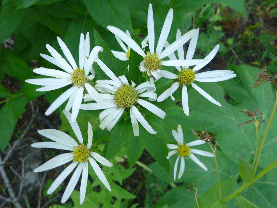 White flowers