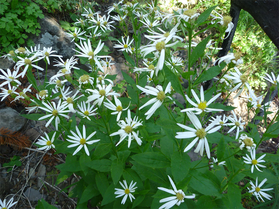 Flowers and leaves