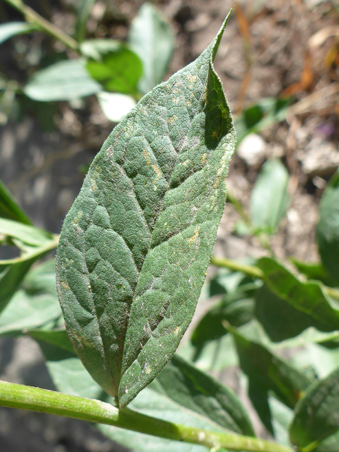 Veined leaf