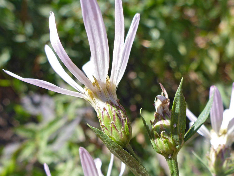 Phyllaries and bristles