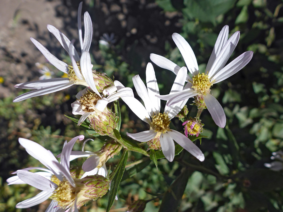 Withering flowerheads