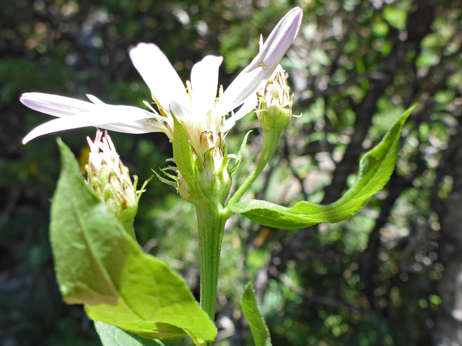 Upper stem leaves