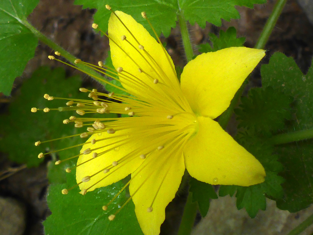 Yellow flower