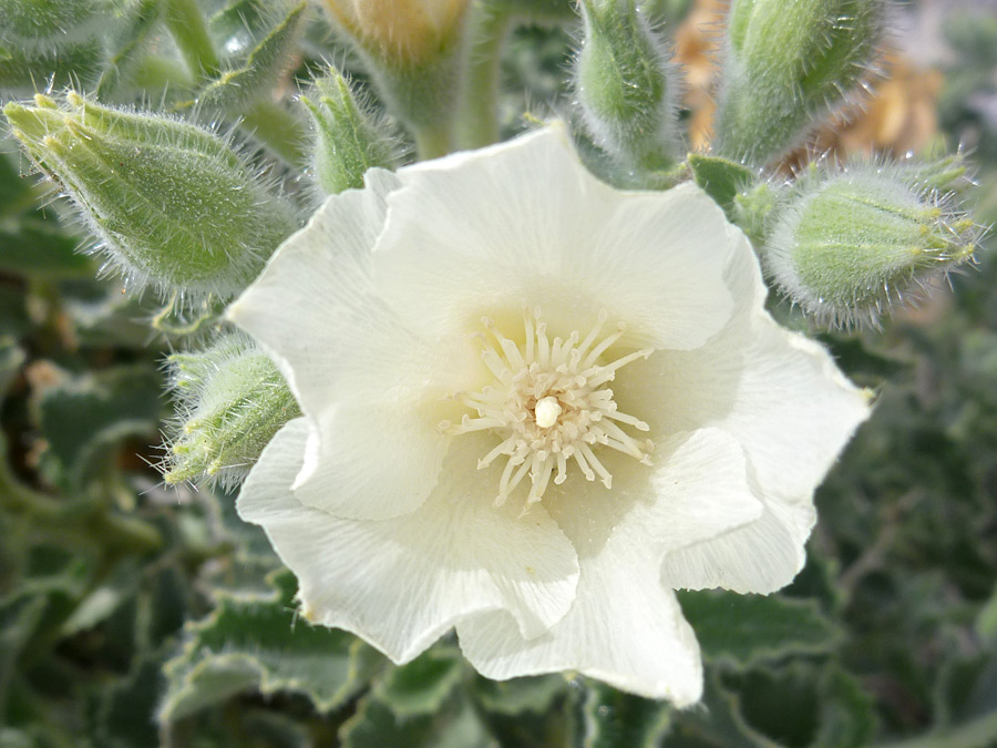 White flower