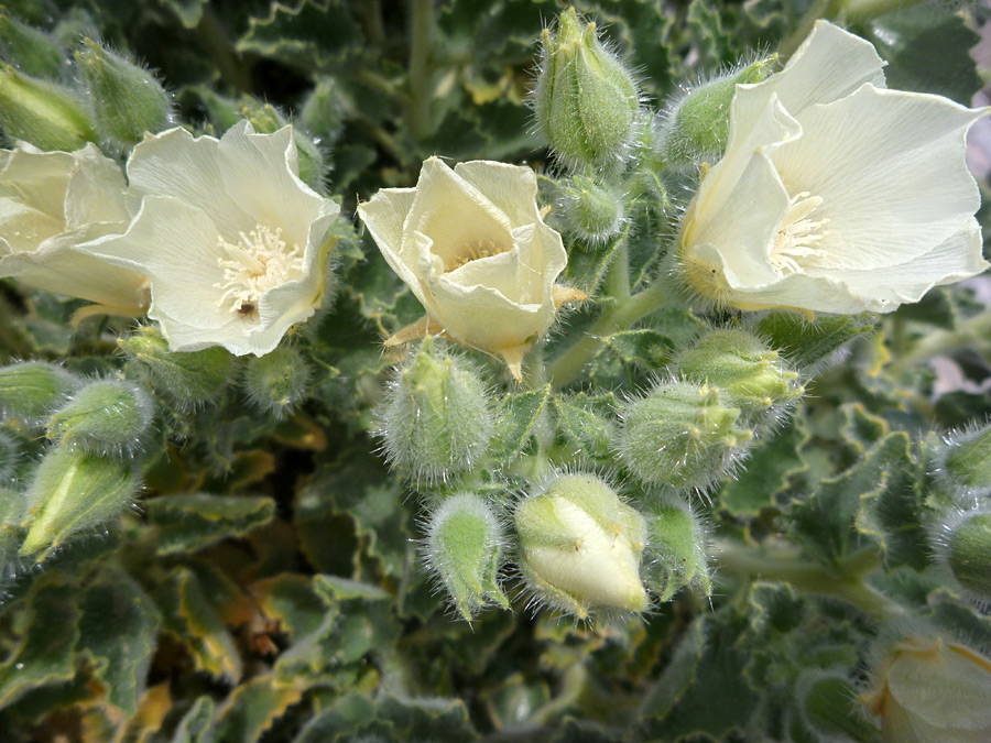 Hairy buds