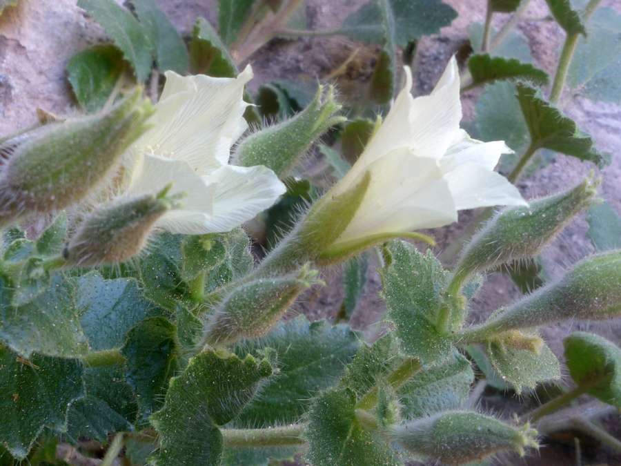 Buds and flowers