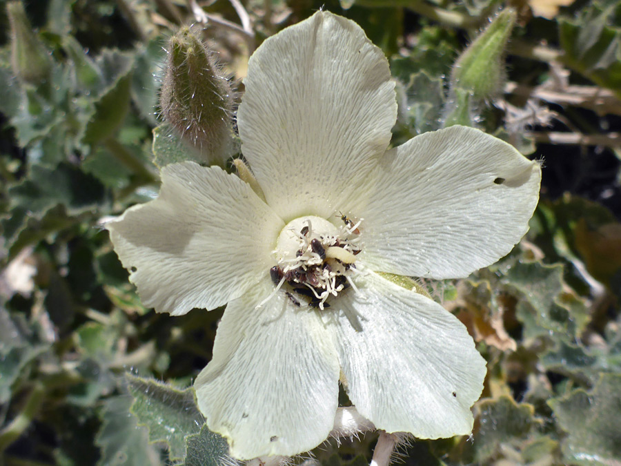 White petals