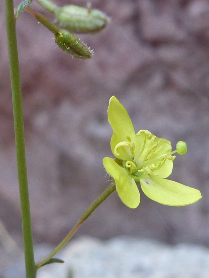 Yellow flower