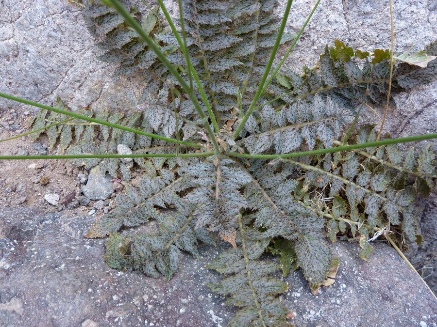 Pinnately lobed leaves